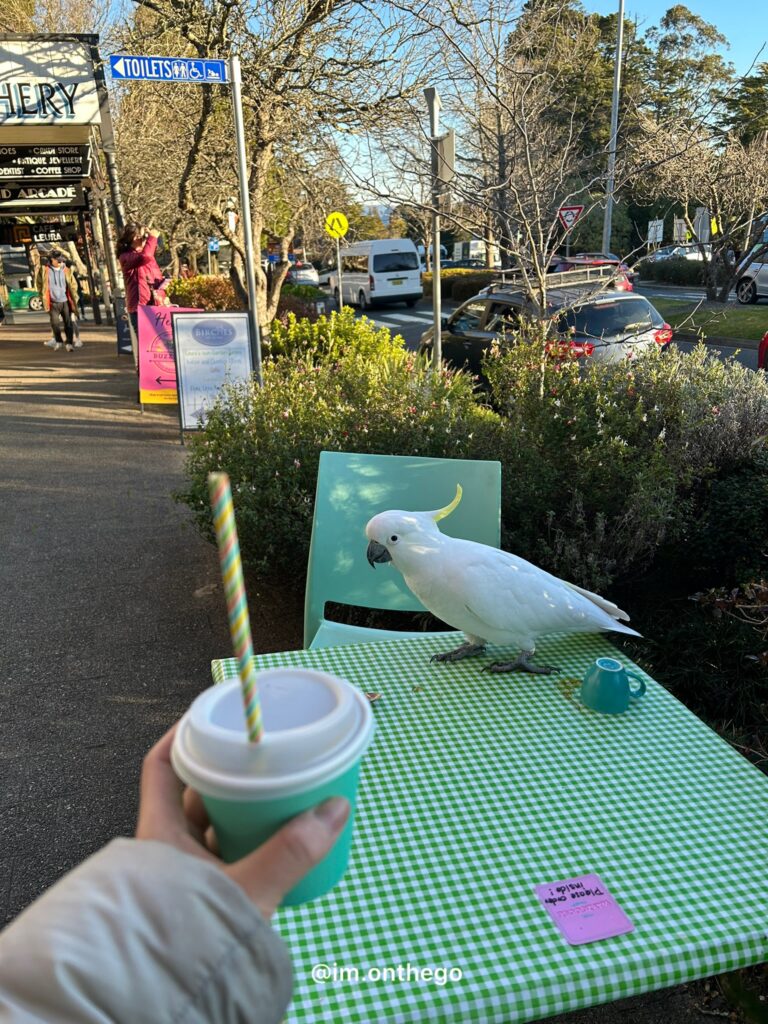 Blue Mountains Sunset & Stargazing Tour Review (2026): Is It Worth It? Wild cockatoo in Leura Village