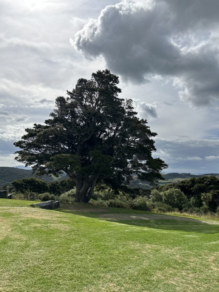waiheke island wine tour (15)