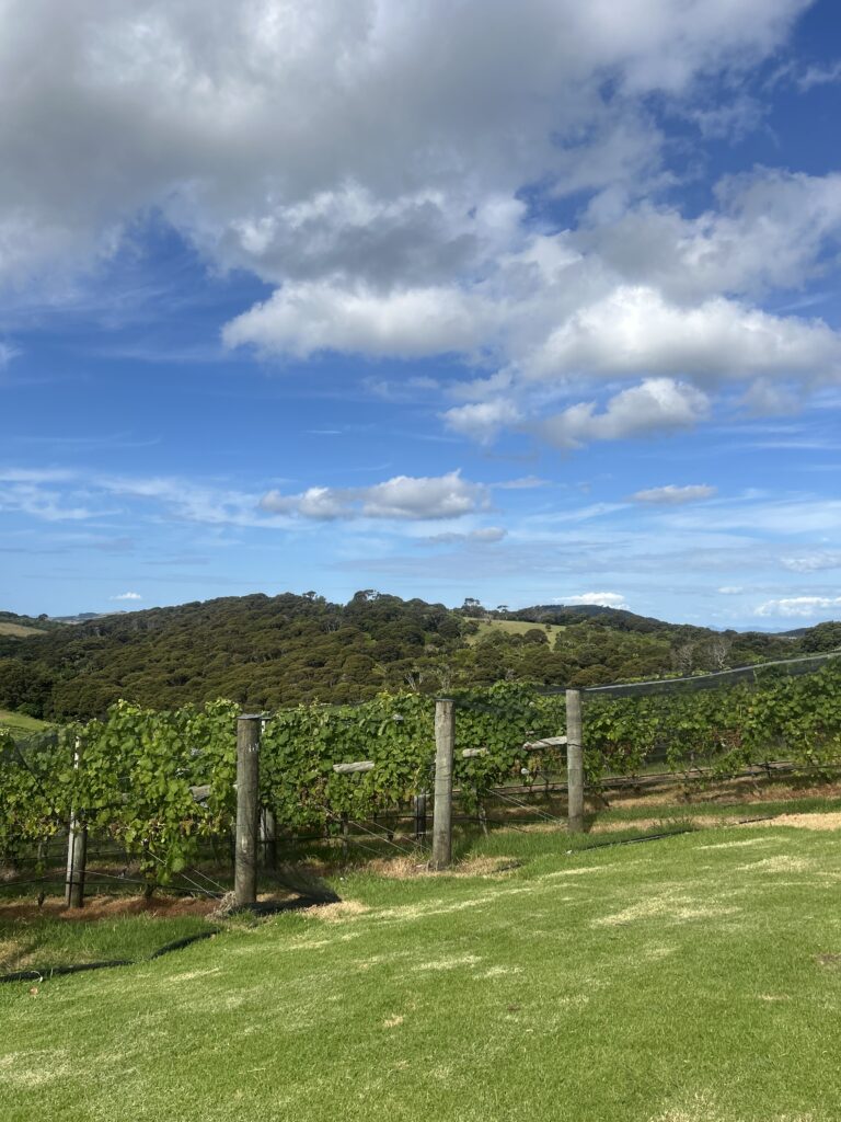 waiheke island winery (1)